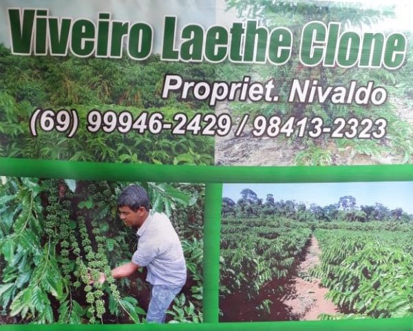 Viveiro Laethe Clone