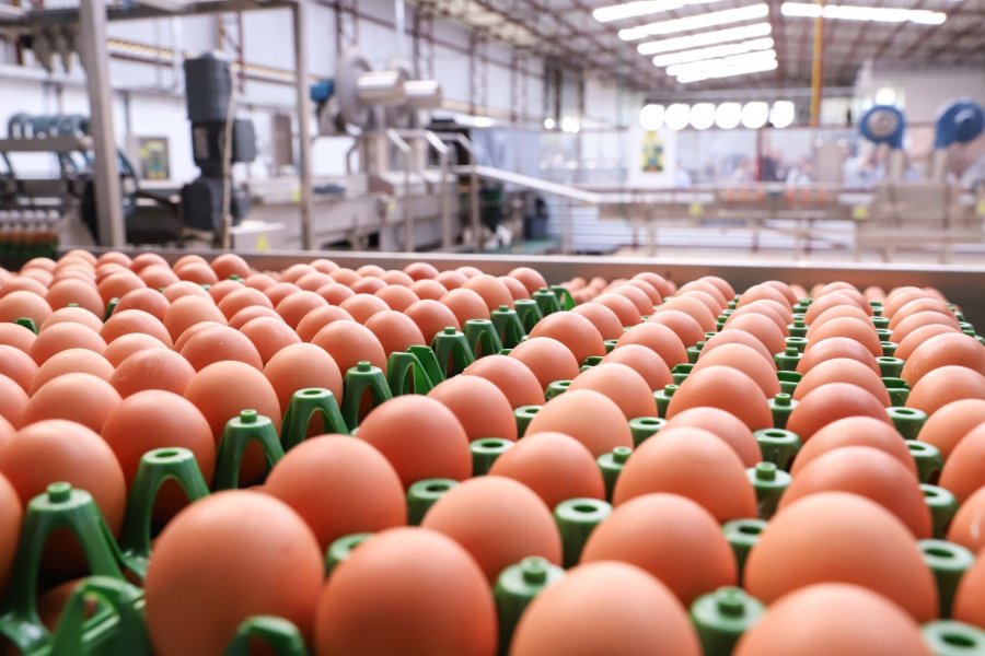 OVOS/CEPEA: Forte demanda dos EUA mantém exportação brasileira em alta