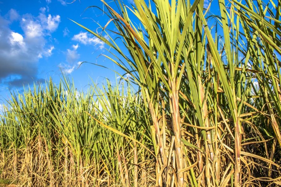 Cana-de-açúcar tem produção estimada em 663,4 milhões de toneladas na safra 2025/26