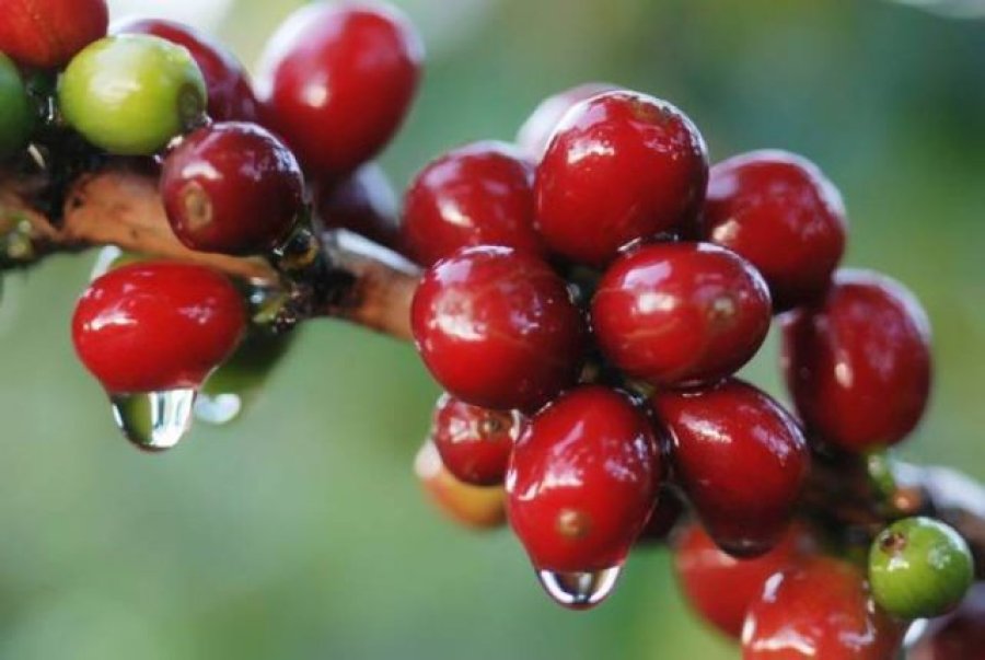 CAFÉ/CEPEA: Chuvas no fim de abril são bem-vindas às lavouras