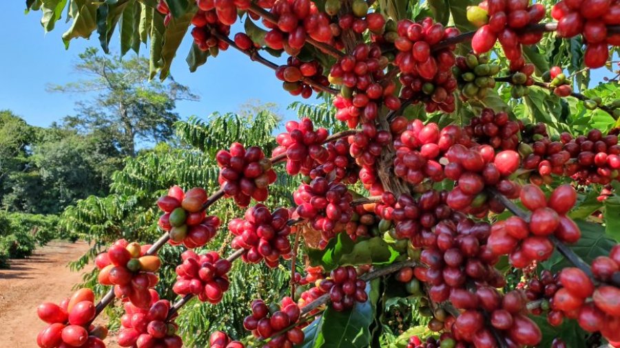 Exportações de café de Rondônia batem recorde e consolidam o estado no mercado internacional