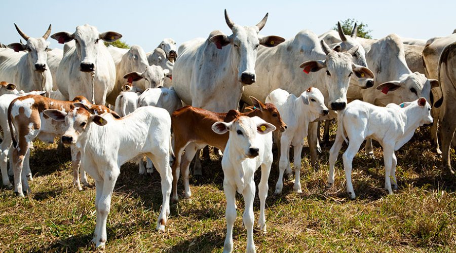 Produção pecuária atinge recordes históricos...