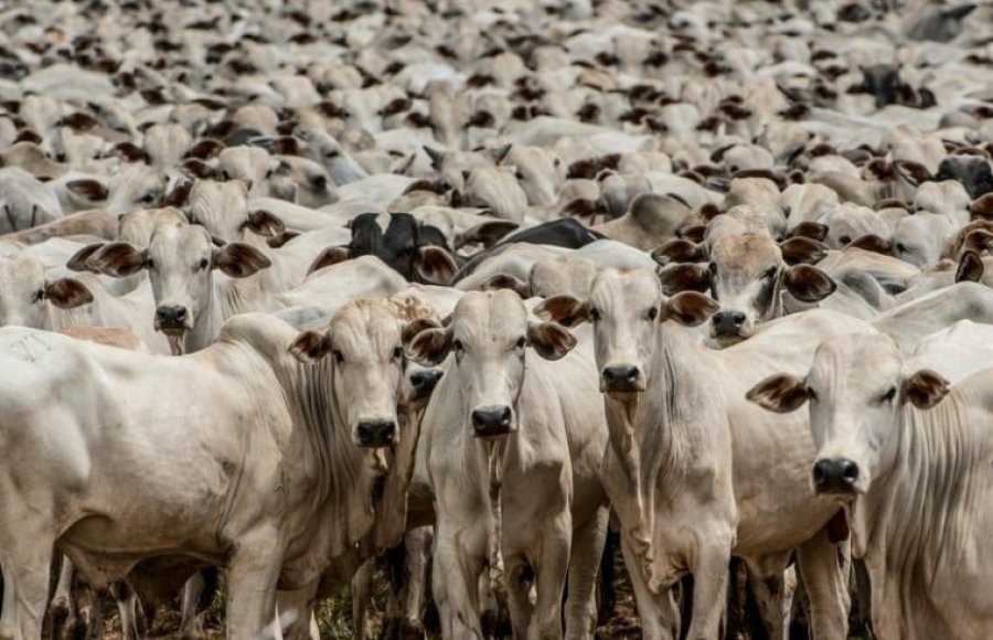 Abertura de mercado agropecuário para o Brasil na Turquia