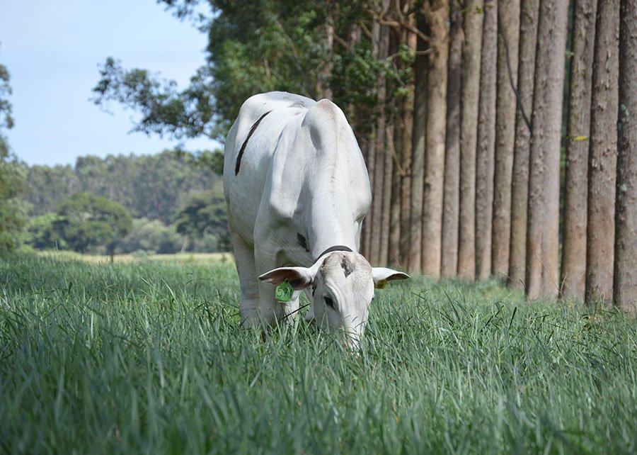Sistema com árvores neutraliza emissões de metano de mais de dois bovinos por hectare