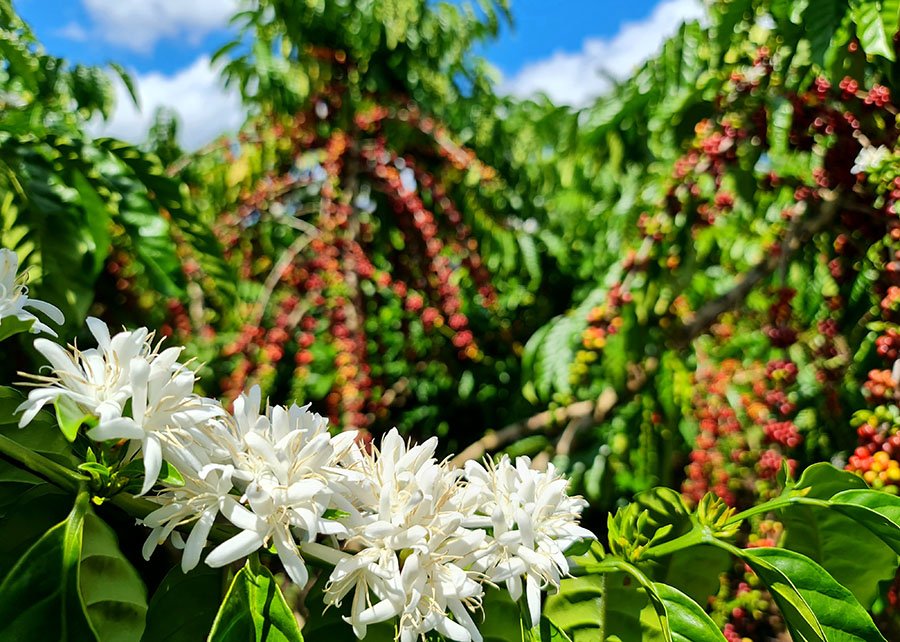 Cafezais das Matas de Rondônia sequestram 2,3 vezes mais carbono do que emitem