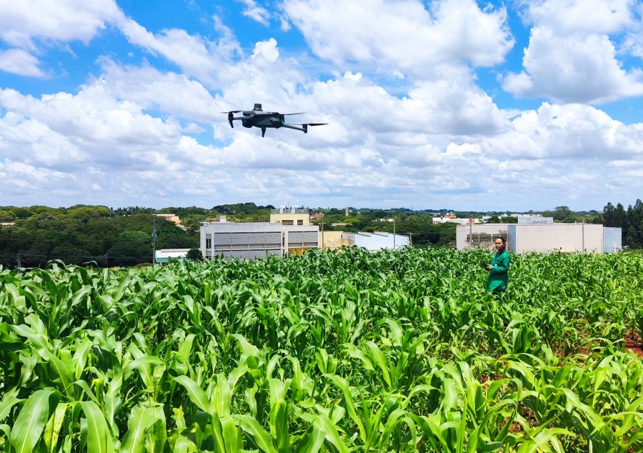 Uso de drones acelera melhoramento genético de plantas de milho em busca de tolerancia à seca