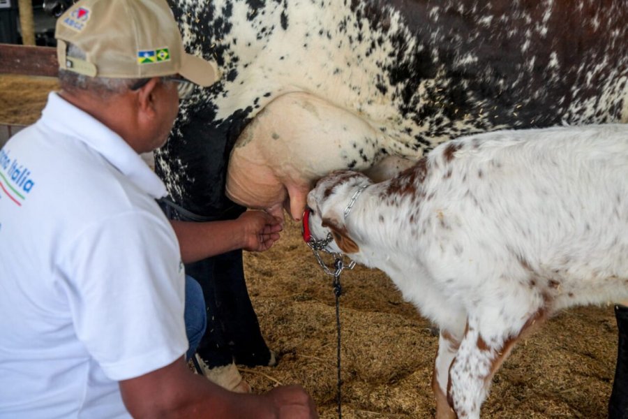 Cadeia produtiva do leite é estimulada com concursos realizados na 12ª Rondônia Rural Show Internacional