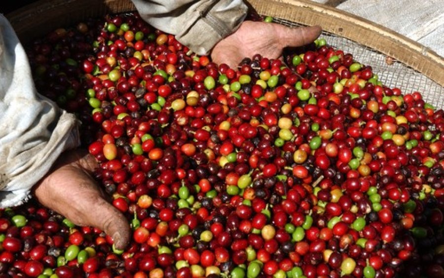 CAFÉ/CEPEA: Colheita da safra 25/26 se inicia no Brasil; preços oscilam