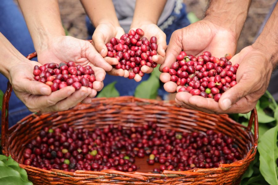 Cerimônia de lançamento da colheita do café em Rondônia, será realizada no próximo sábado, 17, em São Miguel do Guaporé